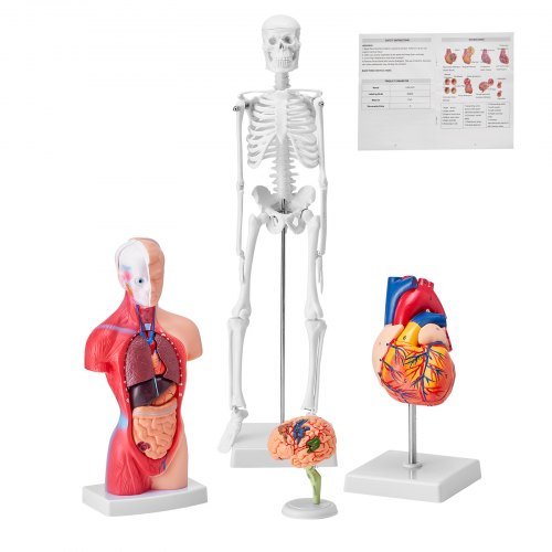 Product image for VEVOR Human Anatomy Models Bundle Set, Brain, Human Torso Body, Heart, Skeleton…