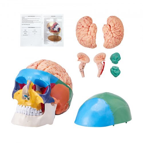 Product image for VEVOR Human Skull Model, 8 Parts Brain & 3 Parts Skull, Life-Size Painted Anato…