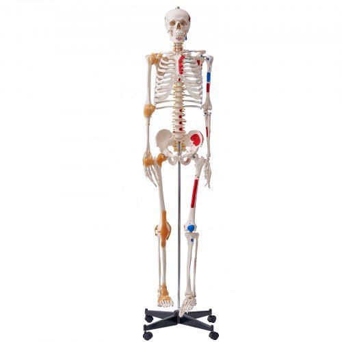 Product image for VEVOR Human Skeleton Model for Anatomy, 1820 mm Life Size, Accurate PVC Anatomy…